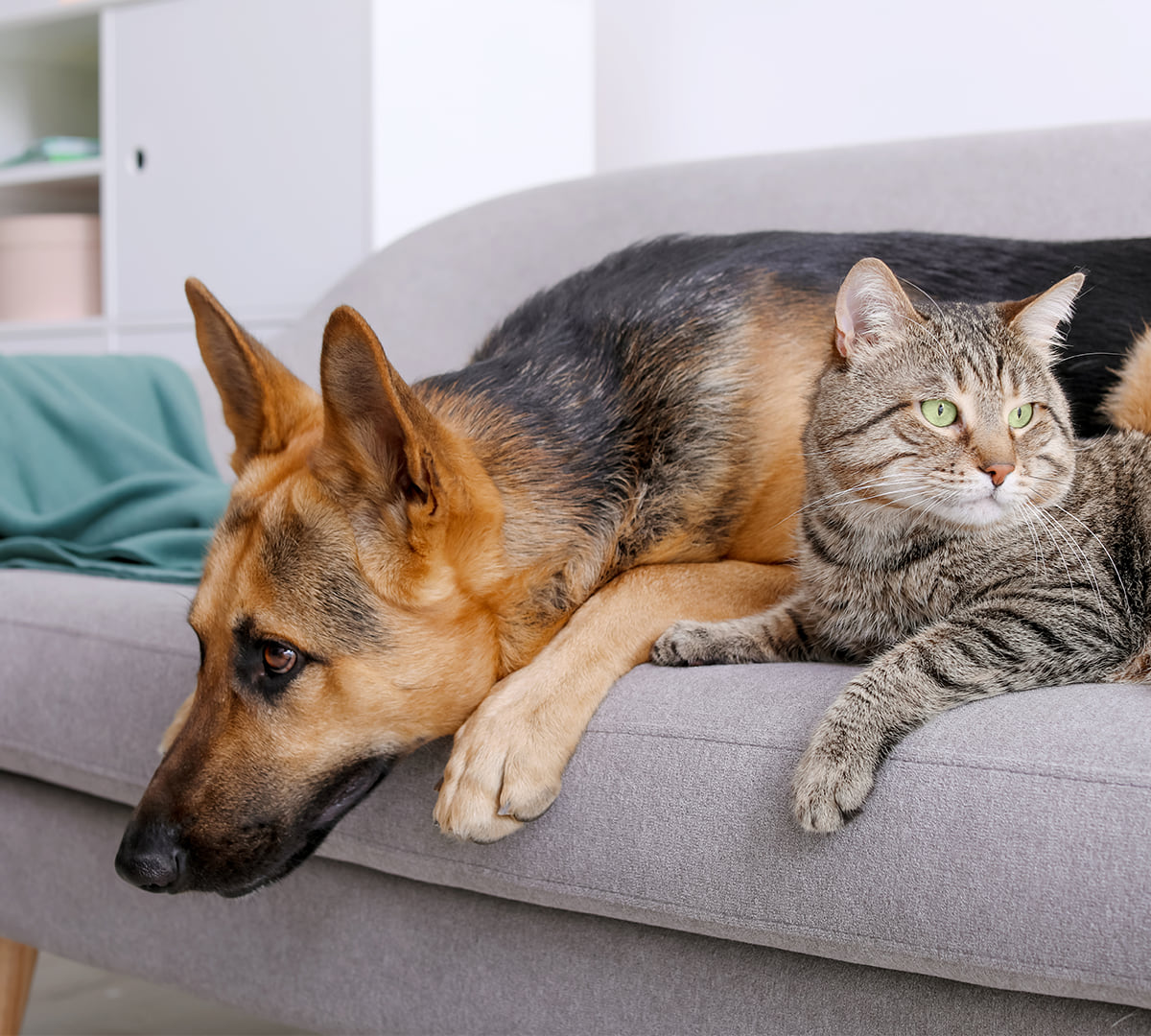 Allein zu Hause: Wie lange können Hund und Katze wirklich alleine bleiben?