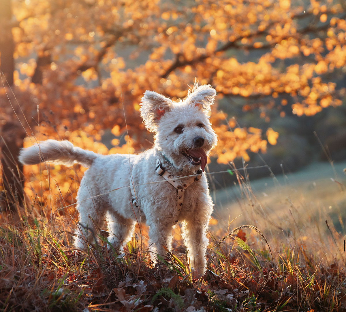 Eicheln, Kastanien & Pilze: Diese Herbstgefahren solltest du mit Hund kennen